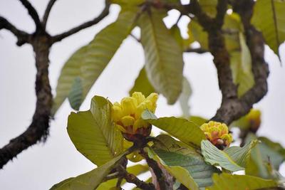 COP15丨保山昌宁：小汽车方向盘大的黄杜鹃真名“曝光”