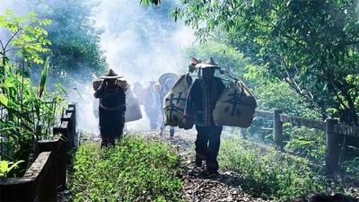 【游云南 正当时】普洱精品茶旅线路推荐丨来一场“寻根探祖”的普洱茶“发烧之旅”！