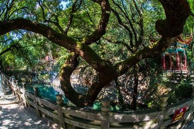 跟着中老铁路游玉溪丨“一日一景”——九龙池公园旅游景区