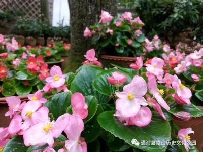 知否？知否？应是绿肥红瘦 ——通海秀山清凉台海棠盛开