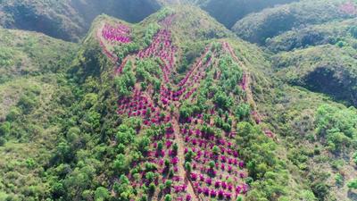 永仁县：城市后花园 青山映红妆