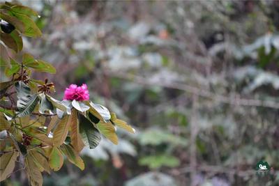 怒江有木（三）：郁郁葱葱