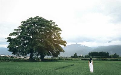 【中国最佳爱情表白地】风雨相伴百年 “海舌”夫妻树见证无声的爱意