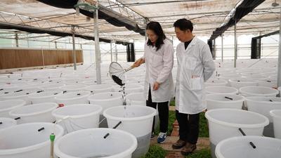 球状念珠藻（葛仙米）在云南大姚昙华养殖成功