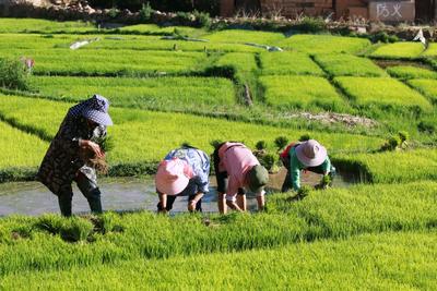 楚雄牟定：抢抓节令水稻插秧正当时