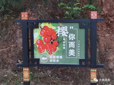 大姚昙华：樱桃“甜蜜”上线 等你来摘