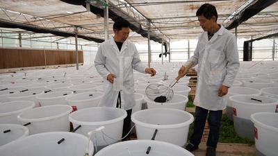 球状念珠藻（葛仙米）在云南大姚昙华养殖成功