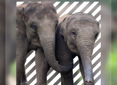 【世界微笑日】 一波大象治愈系微笑请查收！