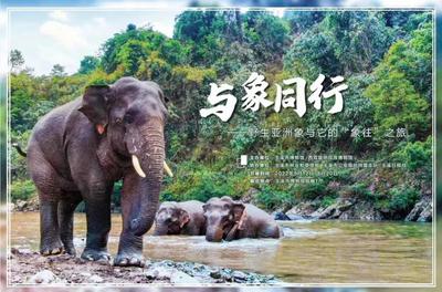 促进民族团结进步系列活动丨与象同行——野生亚洲象与它的“象往”之旅在玉溪市博物馆开展