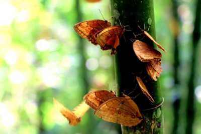 COP15丨中国·红河蝴蝶谷“COP15蝶翩翩 生物多样展新颜”系列活动启动