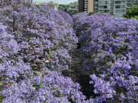 图集 | 春城花开满路 总要在五月去昆明看一场蓝花楹