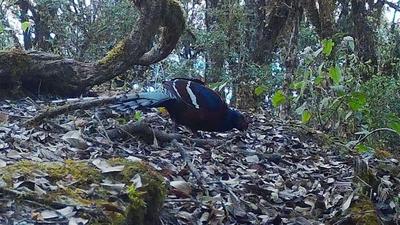 国家一级保护动物黑颈长尾雉频现云南昌宁