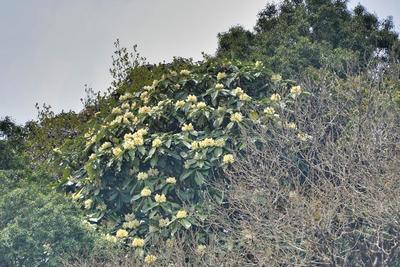 COP15丨保山昌宁：小汽车方向盘大的黄杜鹃真名“曝光”