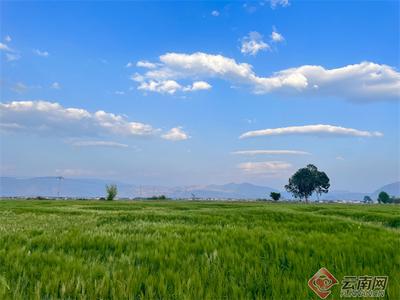 早安云南丨有一种生活叫大理 有一种美景是“风吹麦浪”