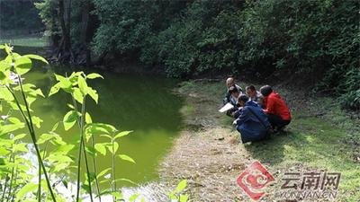 “植物界大熊猫”水韭现身云南高黎贡山