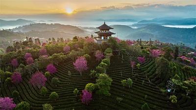 当凤凰山普洱茶遇上建水紫陶，茶醒了，陶醉了！