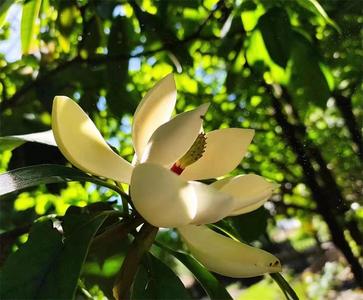 【六一·端午游大理】各景区免票优惠来袭，省钱计划看这篇！