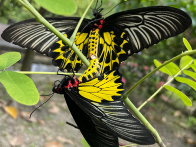 云南轿子山国家级自然保护区发现金裳凤蝶