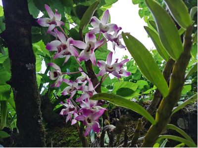 南华县：药材种植美了山村，富了药农  