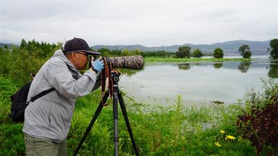 玉溪江川：珍稀鸟类棉凫首次现身星云湖湿地公园