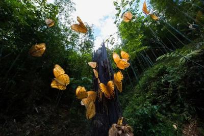 云南这个蝴蝶谷“美”上央视《新闻联播》！