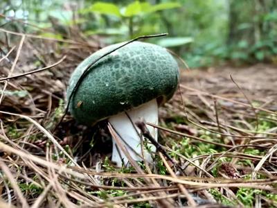 毕业季 游玉溪｜菌香时节，来易门赴一场菌子之约吧！