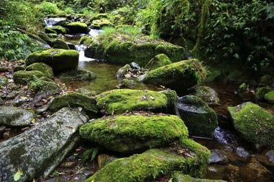 “绿屏”提醒！这是一条通往秘境千家寨的链接