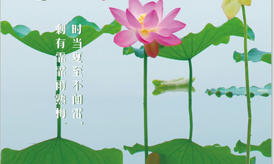 夏至 祝你好事“莲莲”