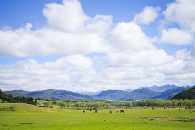 香格里拉之夏为何如此迷人 答案在普达措的夏季牧场里！