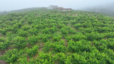 楚雄永仁：高山蜜桃喜丰收