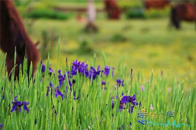 到迪庆高原 在画里追寻夏日牧场
