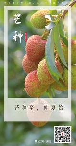 芒种至，仲夏始  