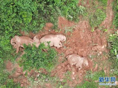 有爱！云南宁洱拍到亚洲象“午睡”时温馨一幕