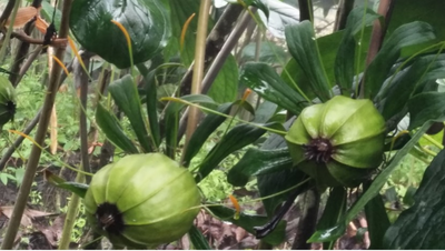 南华县：药材种植美了山村，富了药农  