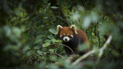 走吧，去普洱遇见一个有萤火虫的夏天！