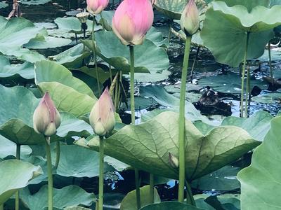 “荷”你相约弥勒！邂逅一“夏”好心情