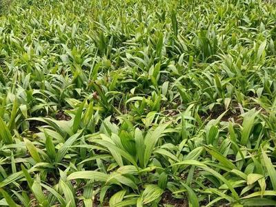 南华县：药材种植美了山村，富了药农  