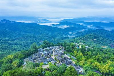 景迈寻茶记：探寻世界上年代最久远的人工栽培型古茶园