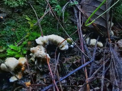 毕业季 游玉溪｜菌香时节，来易门赴一场菌子之约吧！