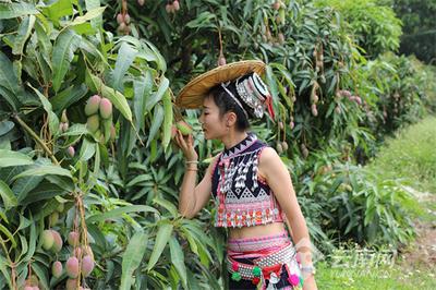 早安云南│元江金芒果，邀你畅享“滨江花果城”