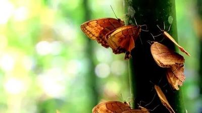 云南这个蝴蝶谷“美”上央视《新闻联播》！