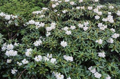 【花开四季 逐色大理】美成仙境！苍山杜鹃花惊艳上线