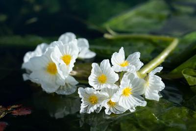 【花开四季 逐色大理】清风过境，暗香浮动！仙气飘飘的洱海太撩人