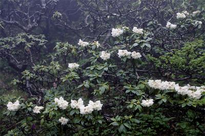 【花开四季 逐色大理】美成仙境！苍山杜鹃花惊艳上线