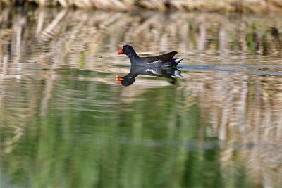 玉溪江川：湿地添野趣，黑水鸡嬉戏星云湖畔