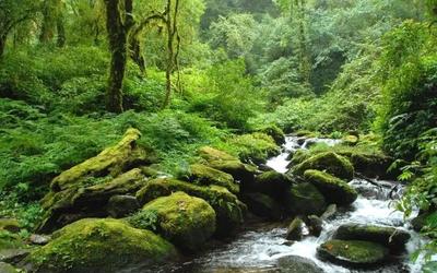 “绿屏”提醒！这是一条通往秘境千家寨的链接