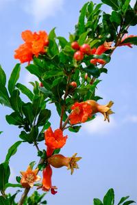芒种至，仲夏始  