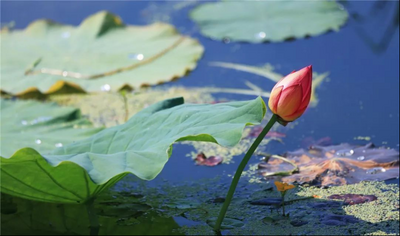 鹤庆印象·其二 | 草海之秀