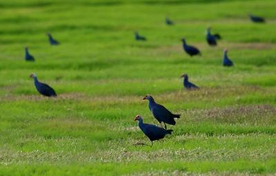 【中国最美乡愁带】芒种：忙里偷闲 相约治愈系大理