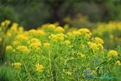 到迪庆高原 在画里追寻夏日牧场